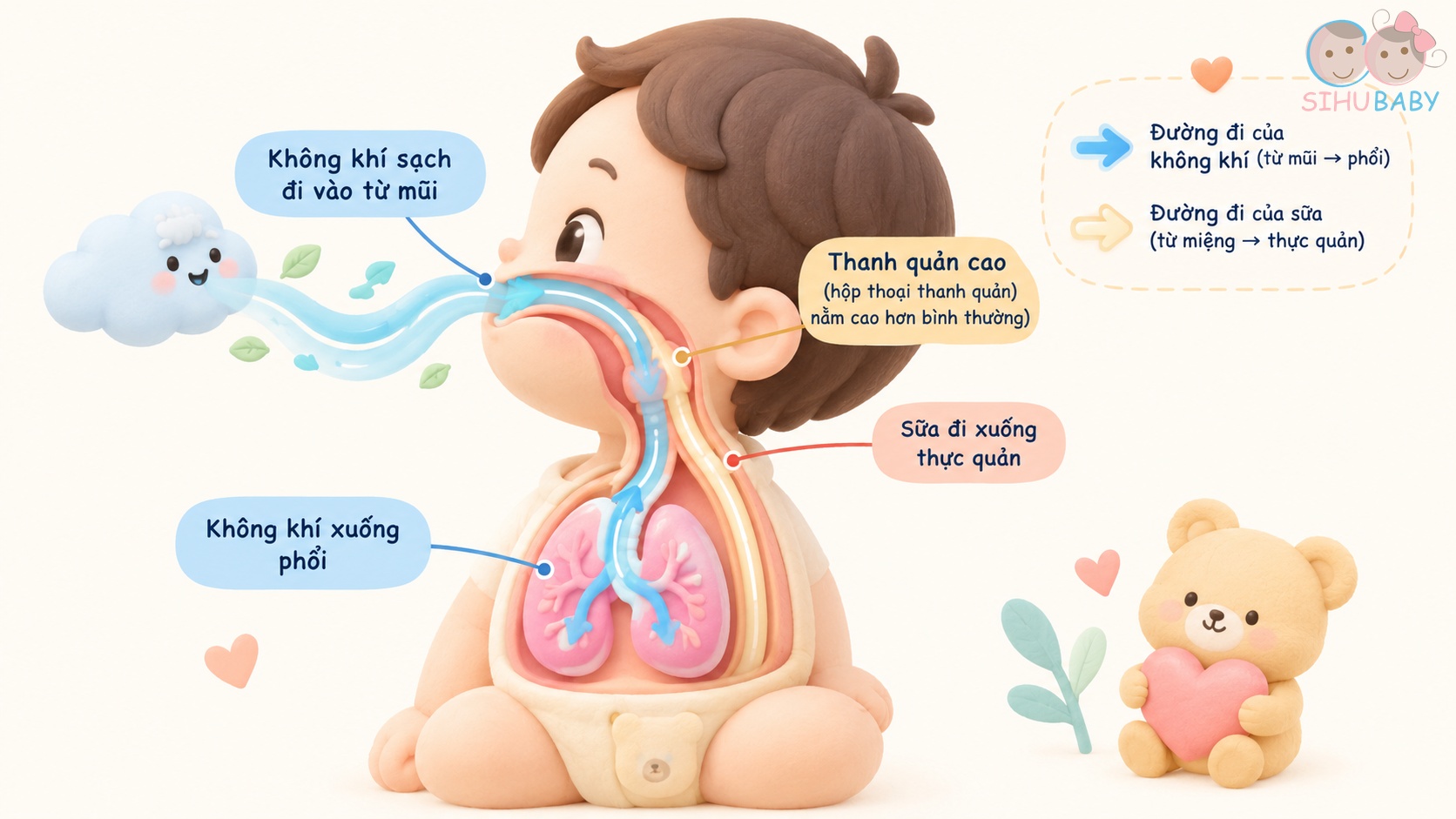 trẻ sơ sinh vừa bú vừa thở - cấu tạo thanh quản cao nắp thanh môn khóa vào màn hầu